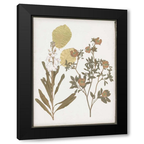 Book-Pressed Flowers I Black Modern Wood Framed Art Print with Double Matting by Goldberger, Jennifer