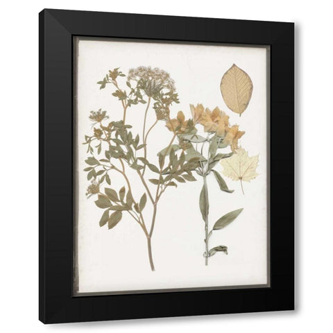 Book-Pressed Flowers II Black Modern Wood Framed Art Print by Goldberger, Jennifer