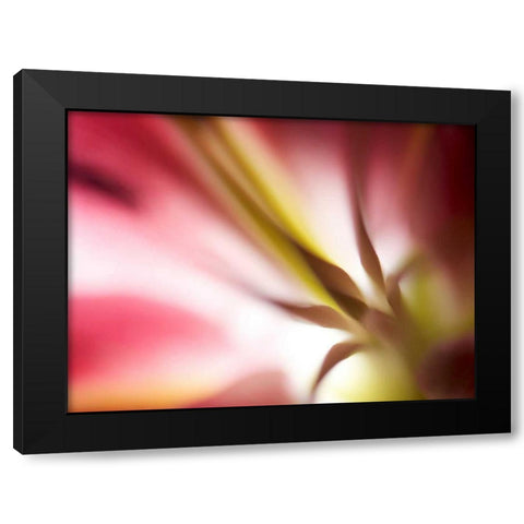 Macro Stargazer I Black Modern Wood Framed Art Print with Double Matting by Nourock, Jonathan