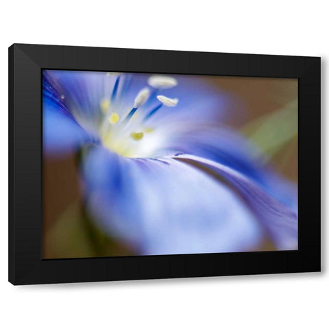 Blue Flax II Black Modern Wood Framed Art Print with Double Matting by Nourock, Jonathan