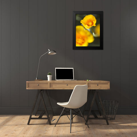 California Poppy I Black Modern Wood Framed Art Print by Nourock, Jonathan