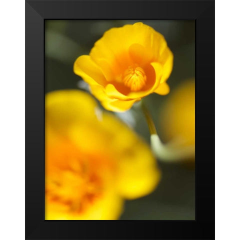 California Poppy I Black Modern Wood Framed Art Print by Nourock, Jonathan