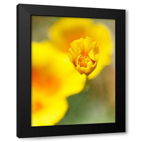 California Poppy III Black Modern Wood Framed Art Print with Double Matting by Nourock, Jonathan