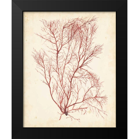 Watercolor Sea Grass I Black Modern Wood Framed Art Print by Popp, Grace