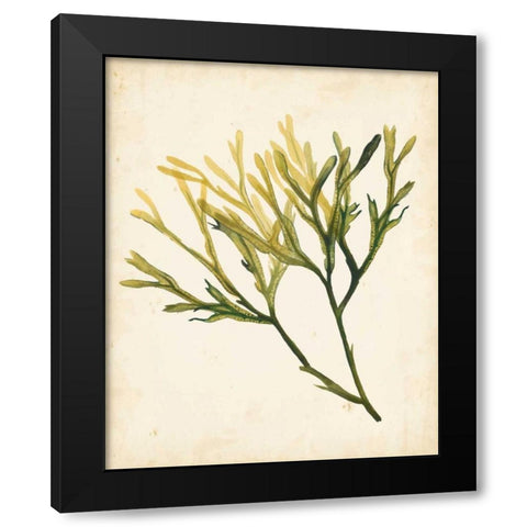 Watercolor Sea Grass V Black Modern Wood Framed Art Print with Double Matting by Popp, Grace