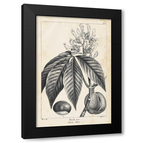 Vintage Buckeye Tree Black Modern Wood Framed Art Print by Nuttall, Thomas