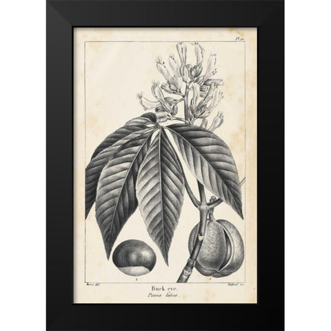 Vintage Buckeye Tree Black Modern Wood Framed Art Print by Nuttall, Thomas