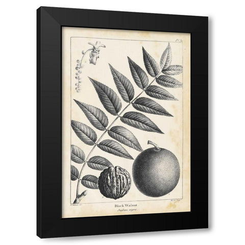Vintage Black Walnut Tree Black Modern Wood Framed Art Print by Nuttall, Thomas