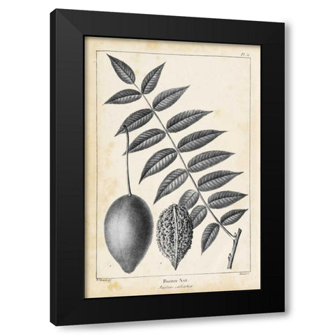 Vintage Butternut Tree Black Modern Wood Framed Art Print by Nuttall, Thomas