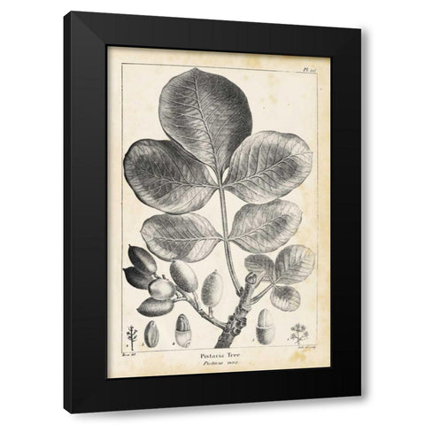 Vintage Pistachio Tree Black Modern Wood Framed Art Print with Double Matting by Nuttall, Thomas
