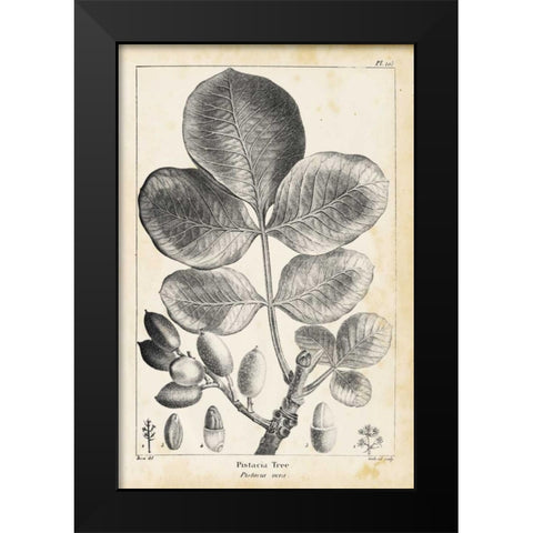 Vintage Pistachio Tree Black Modern Wood Framed Art Print by Nuttall, Thomas