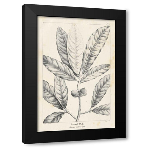 Vintage Laurel Oak Tree Black Modern Wood Framed Art Print with Double Matting by Nuttall, Thomas