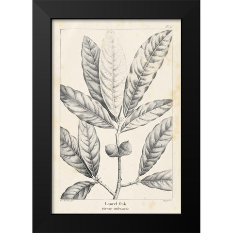 Vintage Laurel Oak Tree Black Modern Wood Framed Art Print by Nuttall, Thomas