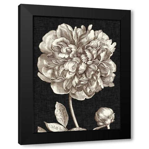 Dramatic Peony I Black Modern Wood Framed Art Print with Double Matting by Vision Studio