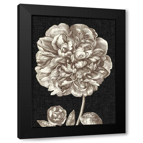 Dramatic Peony II Black Modern Wood Framed Art Print with Double Matting by Vision Studio