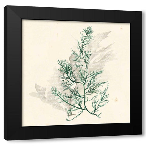 Vivid Algae IV Black Modern Wood Framed Art Print with Double Matting by Popp, Grace