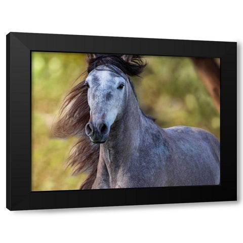 Horse in the Field I Black Modern Wood Framed Art Print by Sturgeon, Ozana