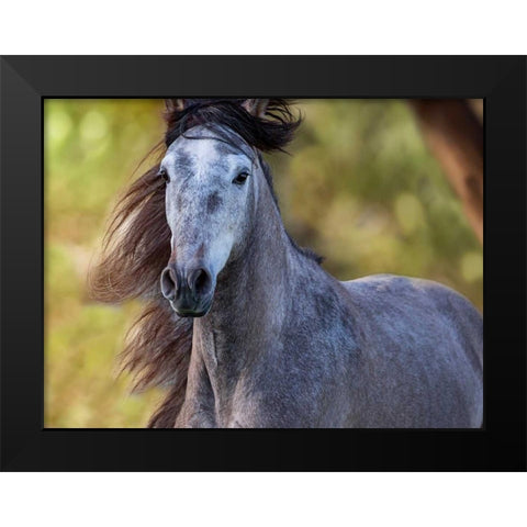 Horse in the Field I Black Modern Wood Framed Art Print by Sturgeon, Ozana