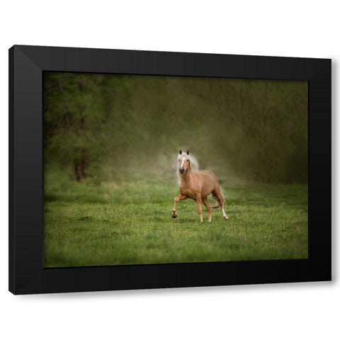 Horse in the Field II Black Modern Wood Framed Art Print by Sturgeon, Ozana