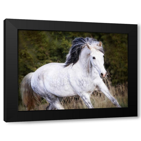 Horse in the Field V Black Modern Wood Framed Art Print by Sturgeon, Ozana