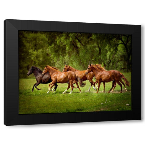 Horses in the Field III Black Modern Wood Framed Art Print with Double Matting by Sturgeon, Ozana