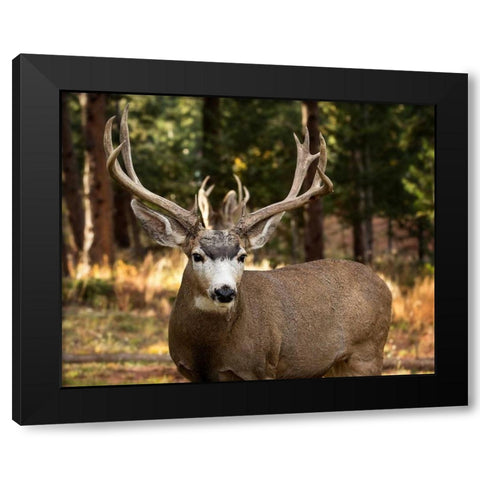 Deer Watch I Black Modern Wood Framed Art Print by Sturgeon, Ozana