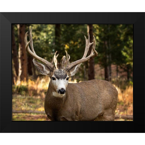 Deer Watch I Black Modern Wood Framed Art Print by Sturgeon, Ozana