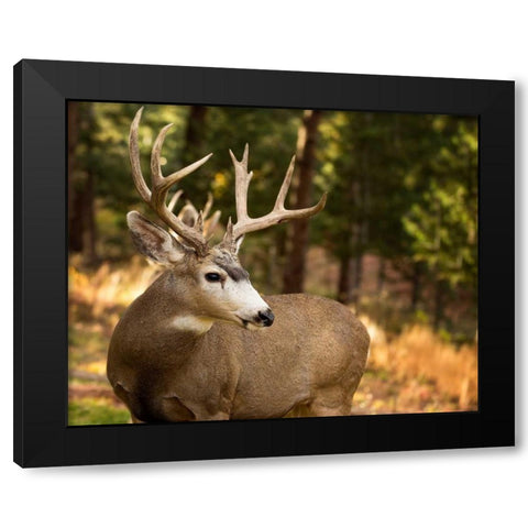 Deer Watch II Black Modern Wood Framed Art Print with Double Matting by Sturgeon, Ozana