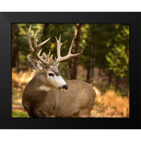Deer Watch II Black Modern Wood Framed Art Print by Sturgeon, Ozana