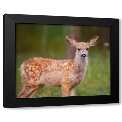 Deer Watch III Black Modern Wood Framed Art Print by Sturgeon, Ozana