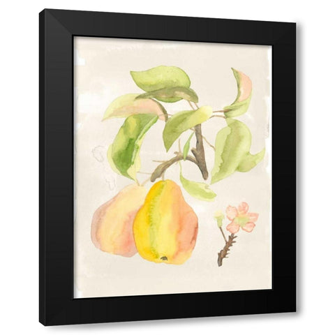 Watercolor Fruit III Black Modern Wood Framed Art Print by McCavitt, Naomi