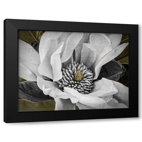Custom Classic Magnolia II (ASH) Black Modern Wood Framed Art Print with Double Matting by Perry, Rachel