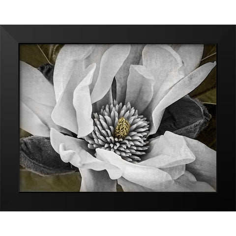 Custom Classic Magnolia II (ASH) Black Modern Wood Framed Art Print by Perry, Rachel