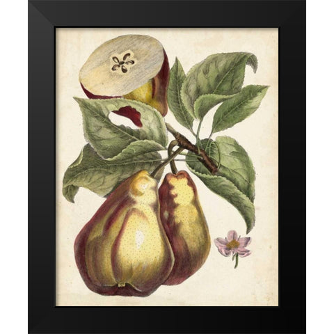 Antique Pear Study I Black Modern Wood Framed Art Print by Unknown