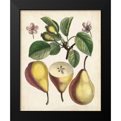 Antique Pear Study II Black Modern Wood Framed Art Print by Unknown