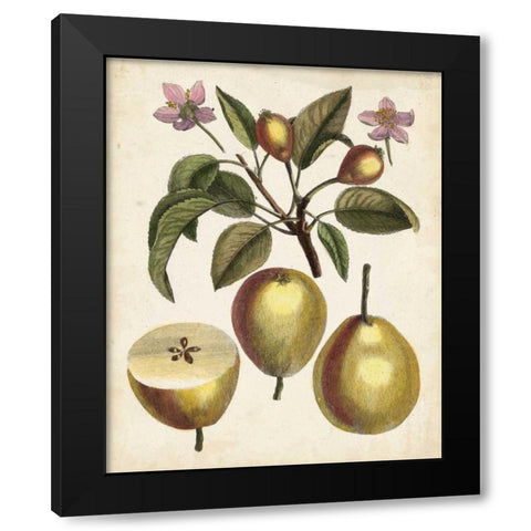 Antique Pear Study III Black Modern Wood Framed Art Print by Unknown