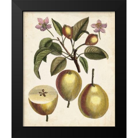 Antique Pear Study III Black Modern Wood Framed Art Print by Unknown