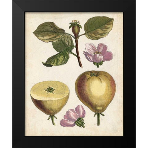 Antique Pear Study IV Black Modern Wood Framed Art Print by Unknown