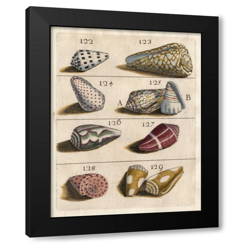 Shell Collection I Black Modern Wood Framed Art Print with Double Matting by Unknown