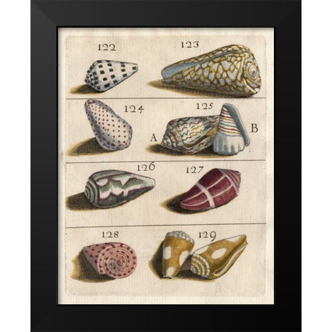 Shell Collection I Black Modern Wood Framed Art Print by Unknown