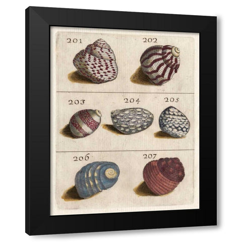 Shell Collection II Black Modern Wood Framed Art Print by Unknown