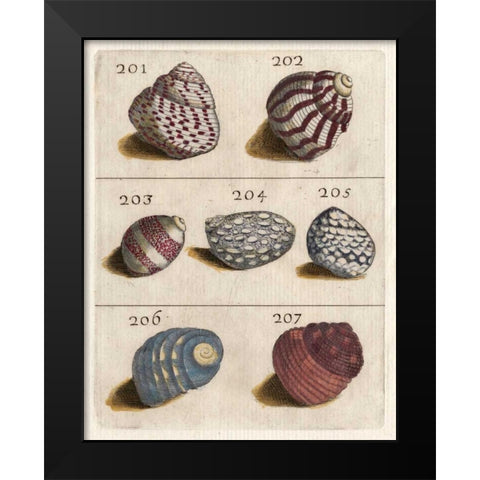 Shell Collection II Black Modern Wood Framed Art Print by Unknown
