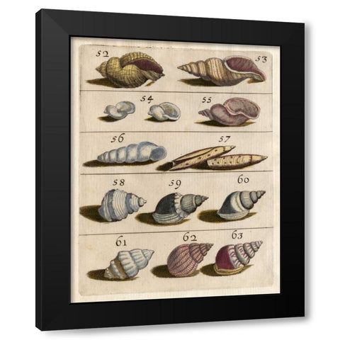 Shell Collection III Black Modern Wood Framed Art Print by Unknown