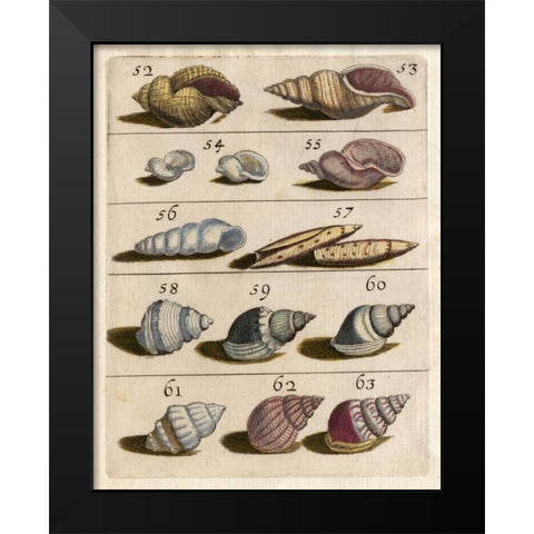 Shell Collection III Black Modern Wood Framed Art Print by Unknown