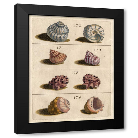 Shell Collection IV Black Modern Wood Framed Art Print by Unknown