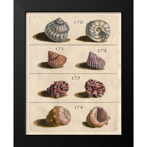 Shell Collection IV Black Modern Wood Framed Art Print by Unknown