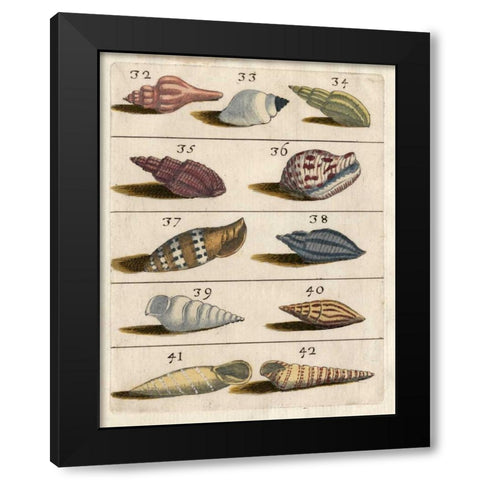 Shell Collection V Black Modern Wood Framed Art Print with Double Matting by Unknown