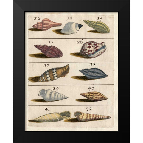 Shell Collection V Black Modern Wood Framed Art Print by Unknown