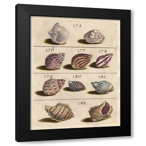 Shell Collection VI Black Modern Wood Framed Art Print with Double Matting by Unknown