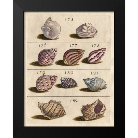 Shell Collection VI Black Modern Wood Framed Art Print by Unknown